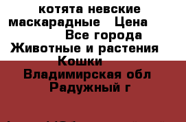 котята невские маскарадные › Цена ­ 18 000 - Все города Животные и растения » Кошки   . Владимирская обл.,Радужный г.